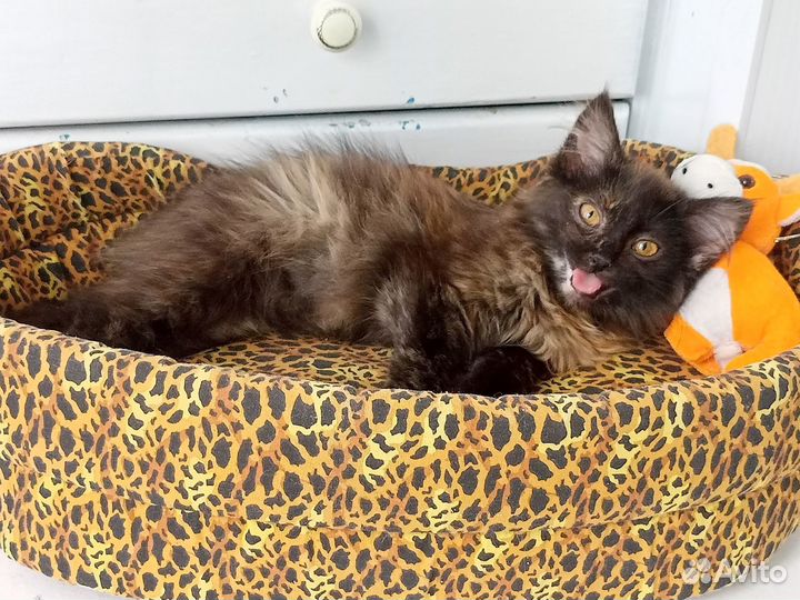 Ляля котенок девочка стерильна