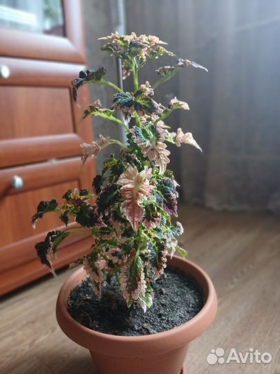 Колиус