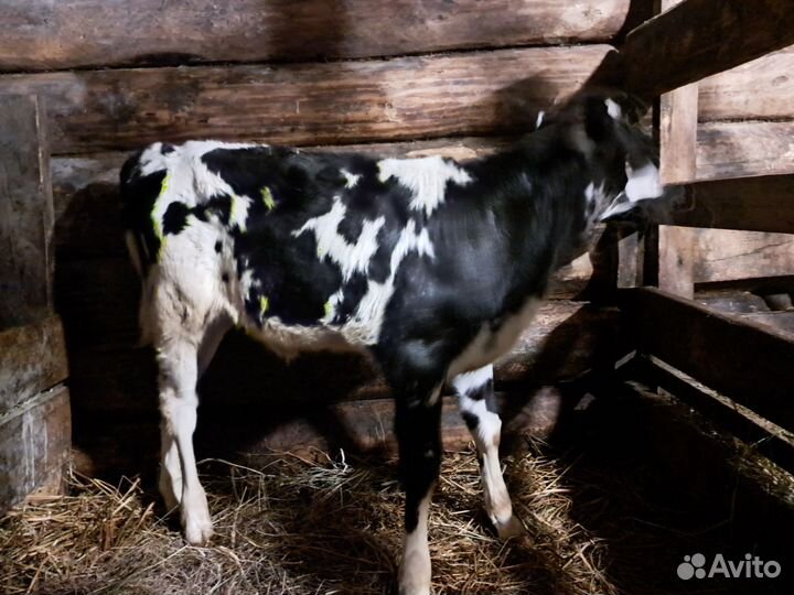 Телочка 1 мес