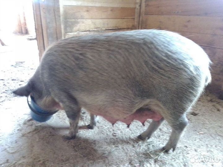 Поросята Мангалица