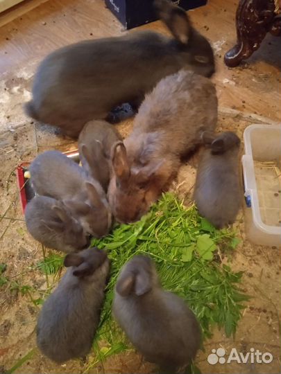 Продам семейку породистых кроликов