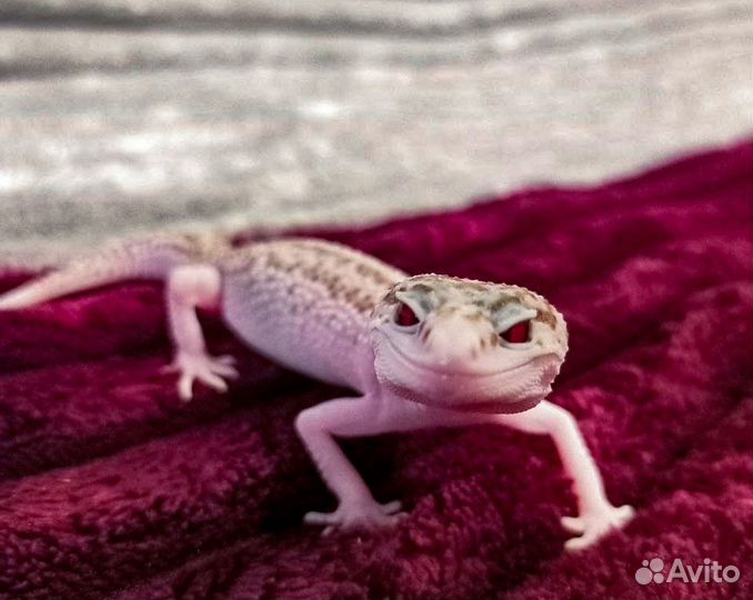 Геккон эублефар