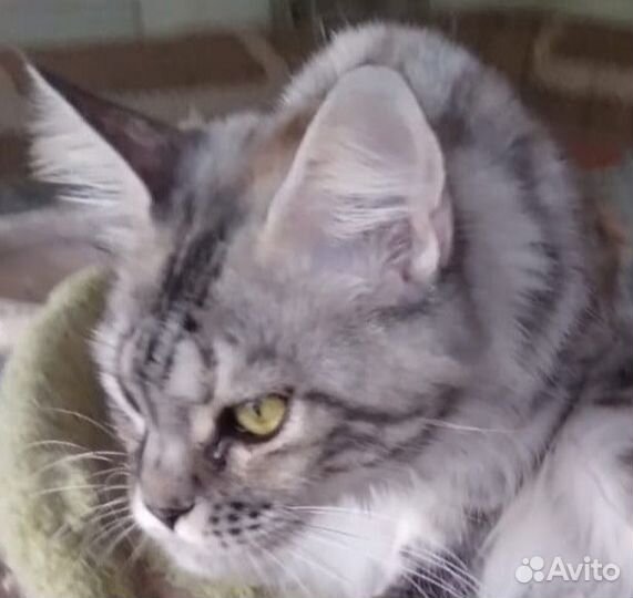 Кошечка Мейн-кун серебряная черепаха