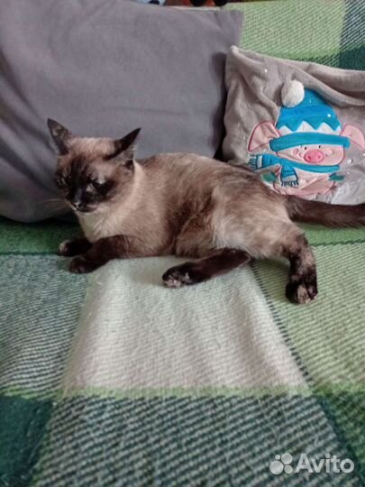 Кошка в дар