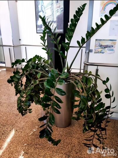 Замиокулькас