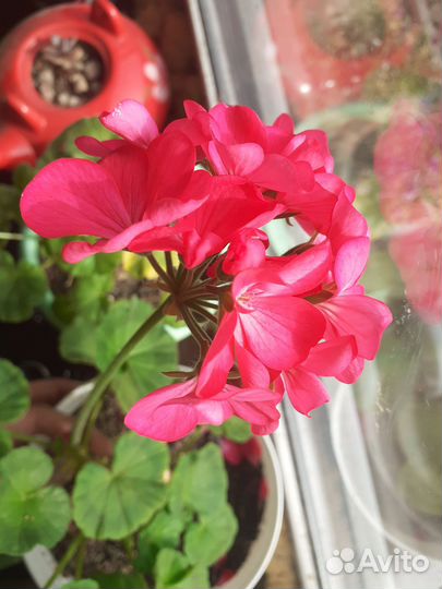 Пеларгония герань сортовая