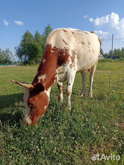 Корова дойная