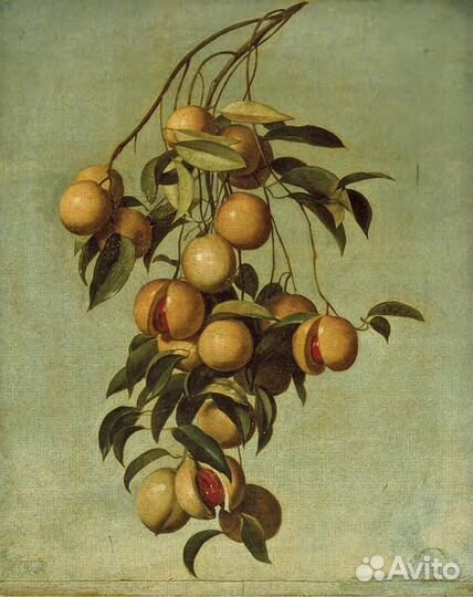 10 мл пузырёк Масло мациса Сыродавленное Свежее