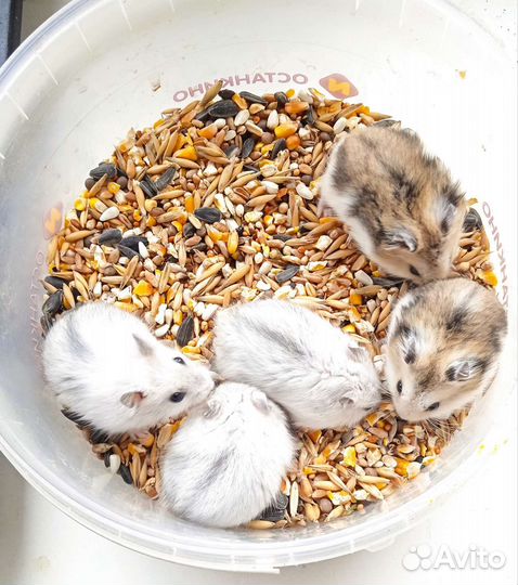 Джунгарские хомячки много выбор(клетки, корм)