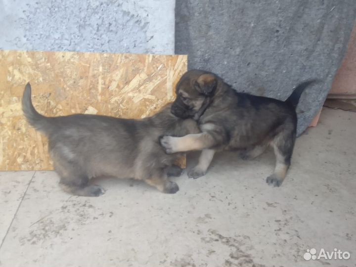 Домашние животные бесплатно собаки щенки