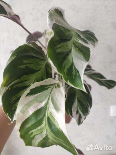Цветы Калатея white fusion