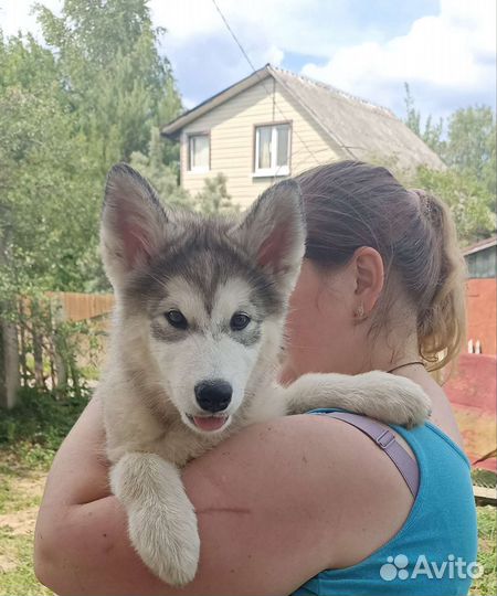 Аляскинский маламут щенки