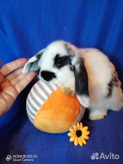 Карликовый вислоухий кролик (баран)