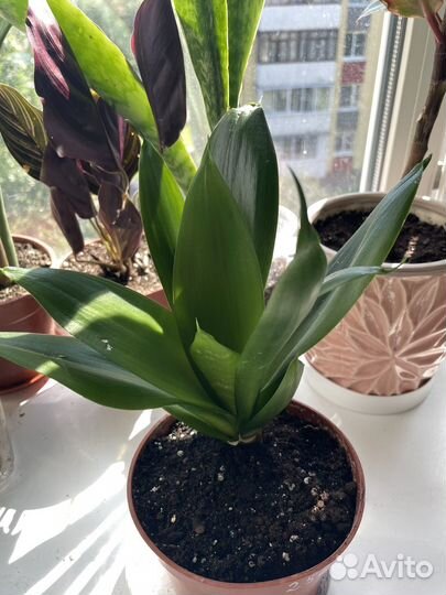 Сансевиерия Jade emerald green