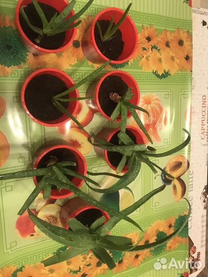 Комнатные цветы