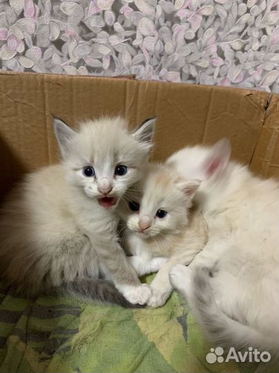 Котятки в добрые руки