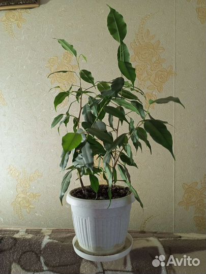 Фикус бенджамина
