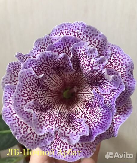 Глоксинии сортовые (свежесрезанный лист)