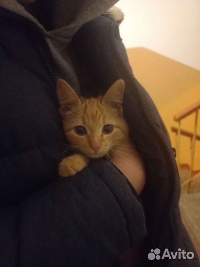 Котёнок в добрые руки