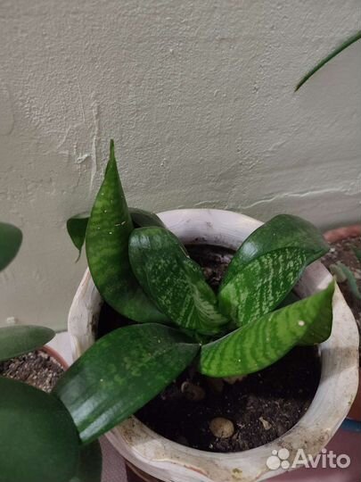 Сансевиерия