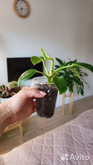 Филодендрон Биркин