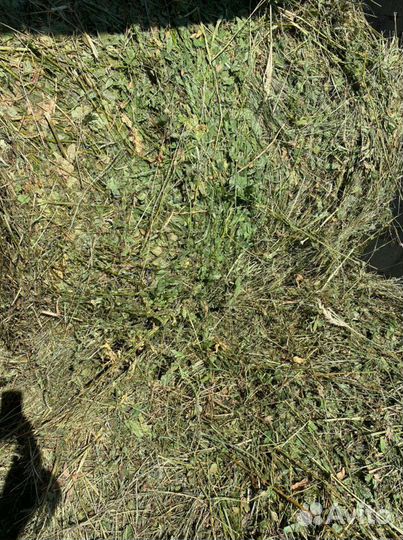 Сено в тюках,козлятник,люцерка,луговое урожай 24г