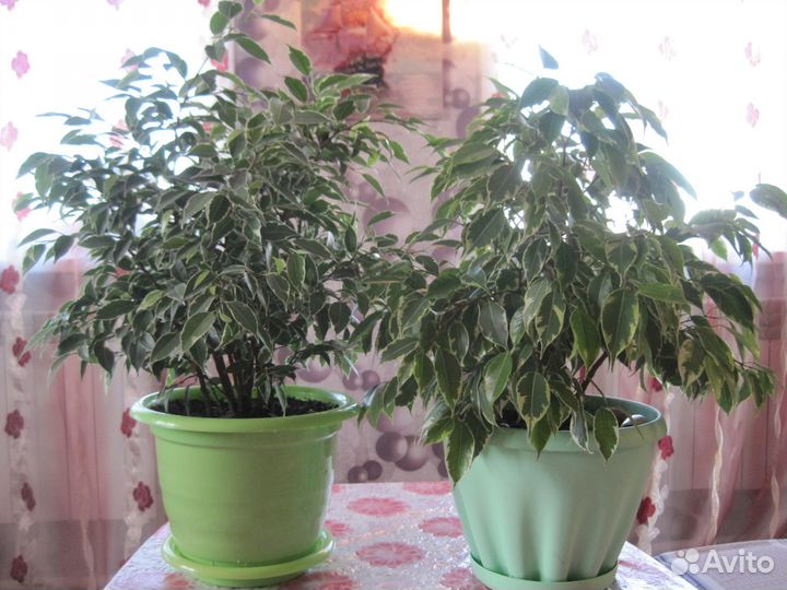 Фикус бенджамина