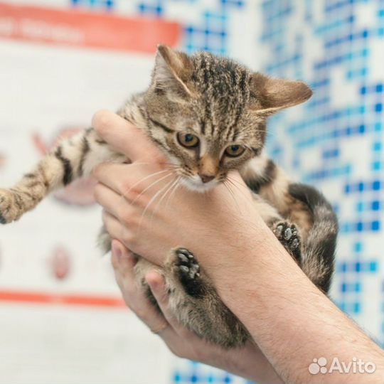 Полосатый котенок умная девочка ищет дом