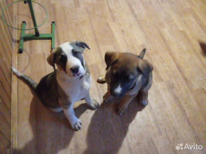 Алабай в добрые руки