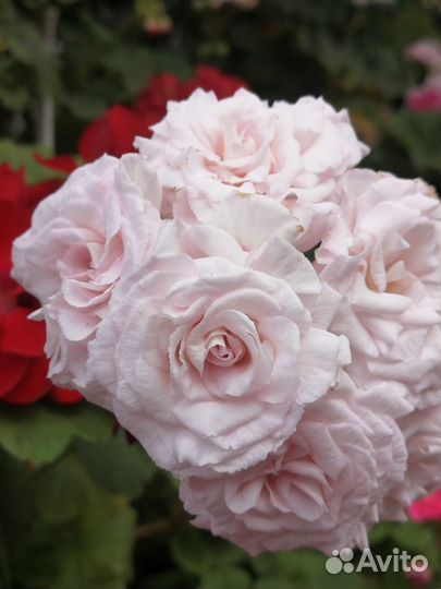 Пеларгония, герань сортовая