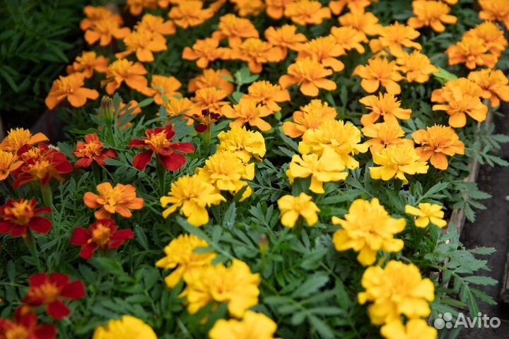 Петунья, Бархатцы