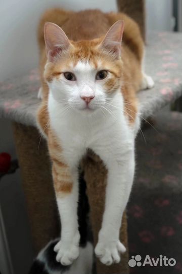 Котик Лео