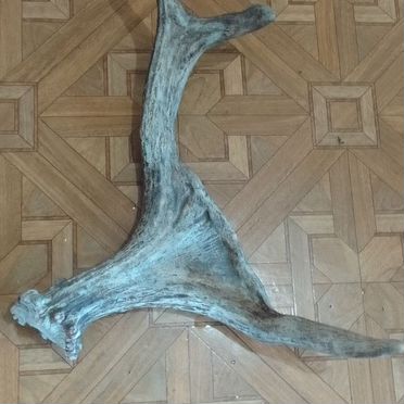Рога лося молодого