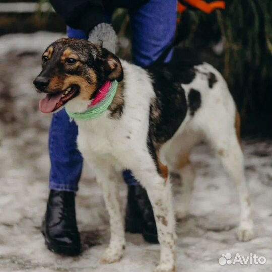 Собака в дар