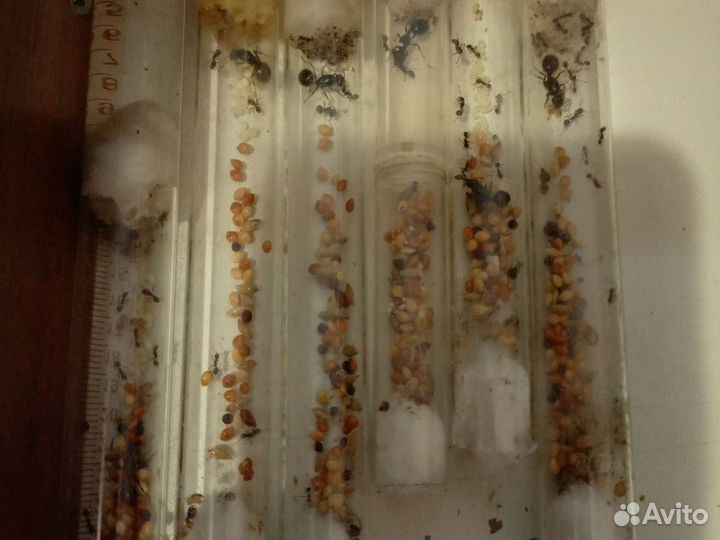 Муравьи жнецы для фермы