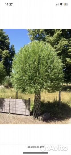 Плетеные деревья из ивы