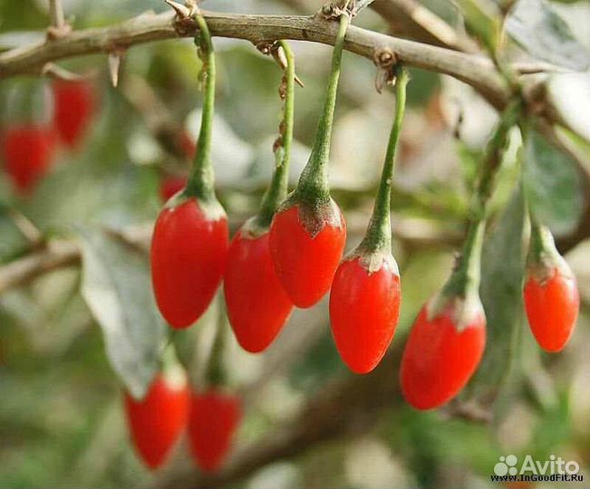 Дереза обыкновенная (Годжа)