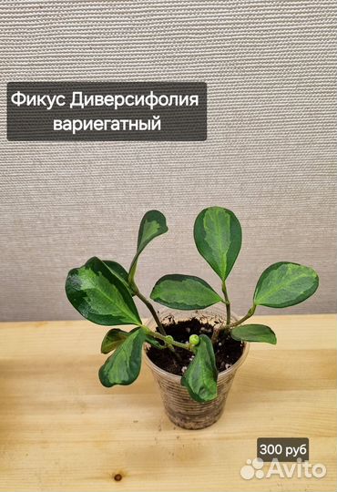 Растения разные