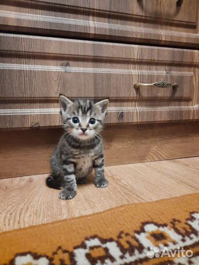 Кошка в дар