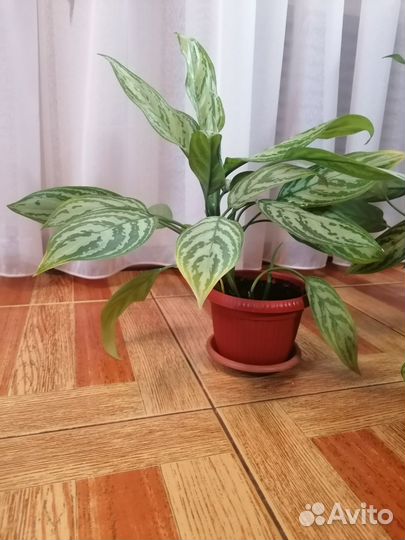 Аглаонема silver queen