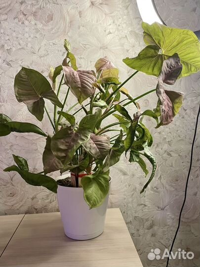 Сингониум неон