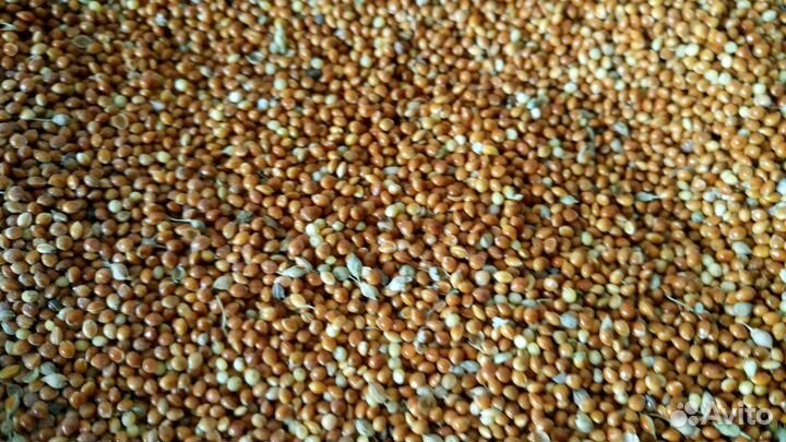 Корма для животных