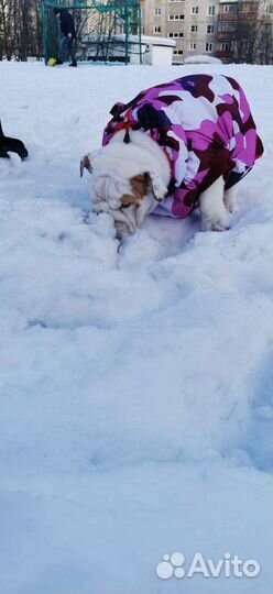Комбинезон для собаки девочки