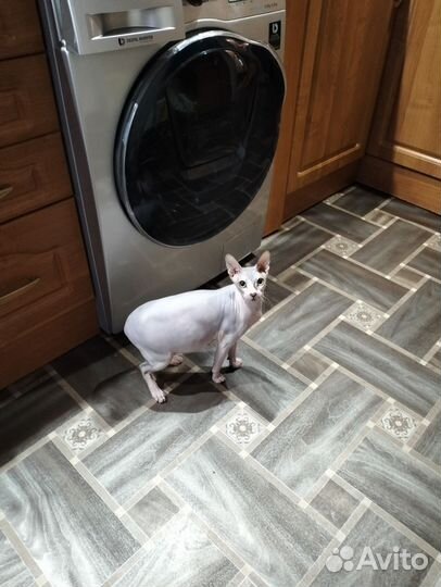 Донской сфинкс