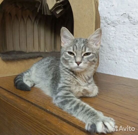 Ириска в дар