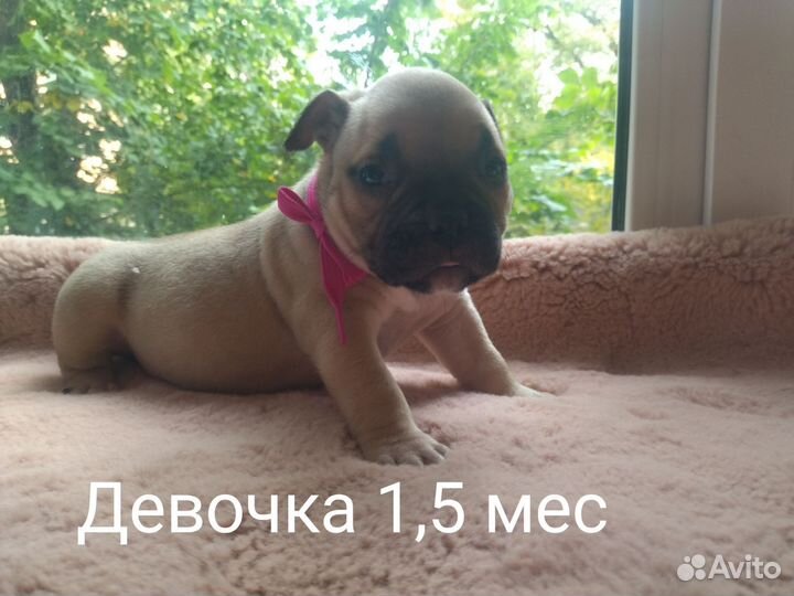 Булли