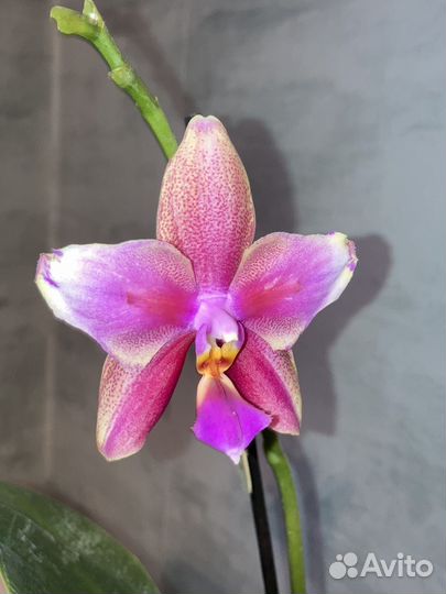 Орхидея лиодоро бабочка