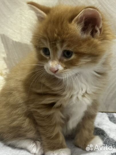 Курильский бобтейл