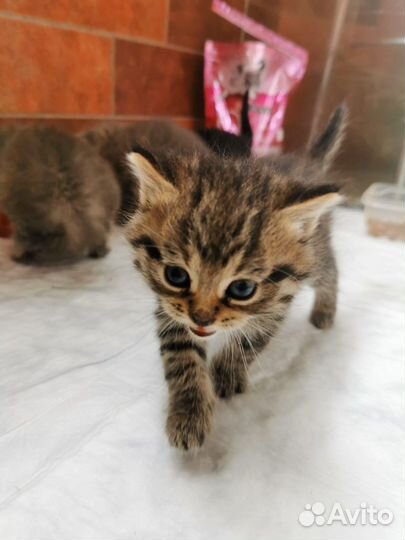 Котята в добрые руки, в дар