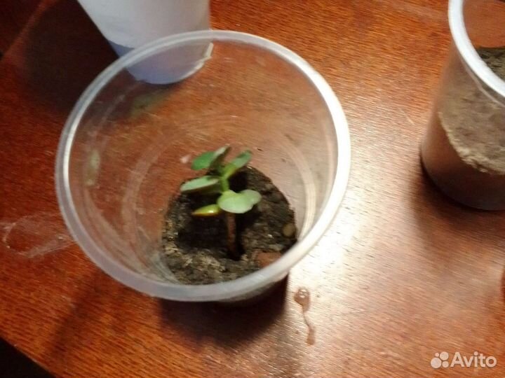 Комнатные растения